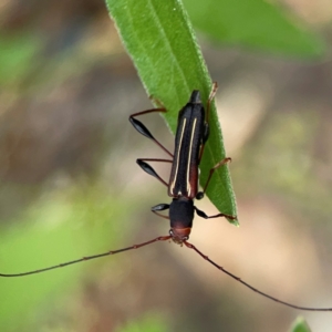 Amphirhoe sloanei at Surf Beach, NSW - 27 Jan 2024 02:05 PM