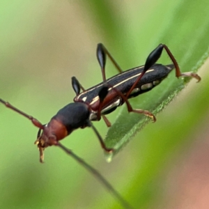 Amphirhoe sloanei at Surf Beach, NSW - 27 Jan 2024 02:05 PM