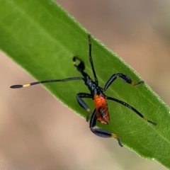 Coreidae (family) (Coreid plant bug) at Surf Beach, NSW - 27 Jan 2024 by Hejor1