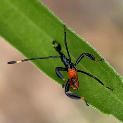 Unidentified Other true bug at Surf Beach, NSW - 27 Jan 2024 by Hejor1