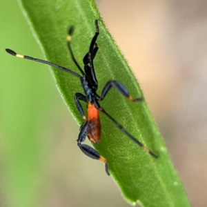 Coreidae (family) at Surf Beach, NSW - 27 Jan 2024 02:05 PM