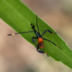 Coreidae (family) at Surf Beach, NSW - 27 Jan 2024 02:05 PM