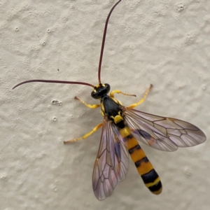 Ichneumonidae (family) at Surf Beach, NSW - 27 Jan 2024