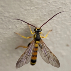 Ichneumonidae (family) at Surf Beach, NSW - 27 Jan 2024