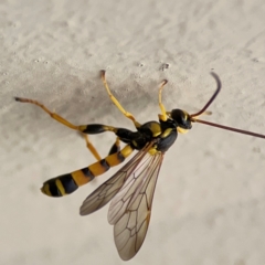 Ichneumonidae (family) at Surf Beach, NSW - 27 Jan 2024