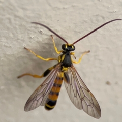 Ichneumonidae (family) at Surf Beach, NSW - 27 Jan 2024