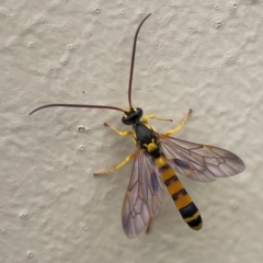 Ichneumonidae (family) at Surf Beach, NSW - 27 Jan 2024