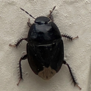 Adrisa sp. (genus) at Surf Beach, NSW - 27 Jan 2024 01:54 PM