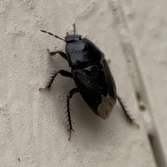 Adrisa sp. (genus) at Surf Beach, NSW - 27 Jan 2024 01:54 PM