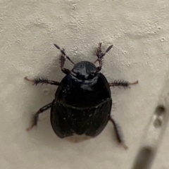 Adrisa sp. (genus) at Surf Beach, NSW - 27 Jan 2024 01:54 PM