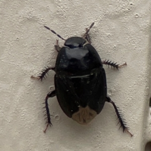 Adrisa sp. (genus) at Surf Beach, NSW - 27 Jan 2024 01:54 PM