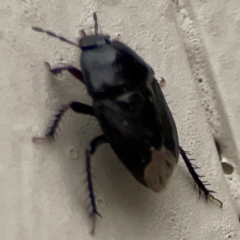 Adrisa sp. (genus) at Surf Beach, NSW - 27 Jan 2024 01:54 PM