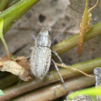 Naupactus leucoloma (White-fringed weevil) at Surf Beach, NSW - 27 Jan 2024 by Hejor1