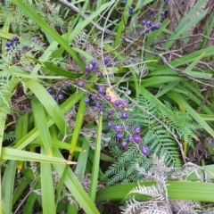 Dianella tasmanica (Tasman Flax Lily) at Namadgi National Park - 25 Jan 2024 by GirtsO