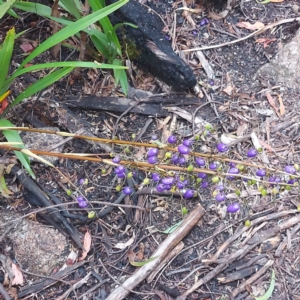 Dianella tasmanica at Namadgi National Park - 26 Jan 2024