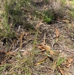 Panicum effusum at Campbell, ACT - 27 Jan 2024 01:47 PM