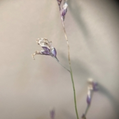 Panicum effusum at Campbell, ACT - 27 Jan 2024 01:47 PM