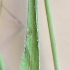 Panicum effusum at Campbell, ACT - 27 Jan 2024