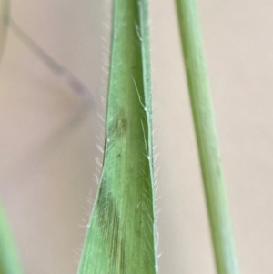 Panicum effusum at Campbell, ACT - 27 Jan 2024 01:47 PM