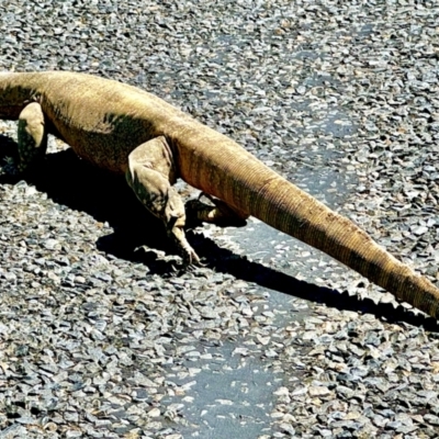 Varanus rosenbergi (Heath or Rosenberg's Monitor) at Bywong, NSW - 27 Jan 2024 by LSP