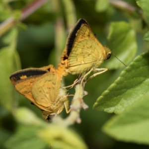 Ocybadistes walkeri at Higgins, ACT - 26 Jan 2024