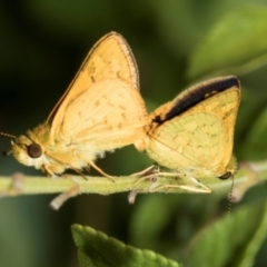 Ocybadistes walkeri at Higgins, ACT - 26 Jan 2024