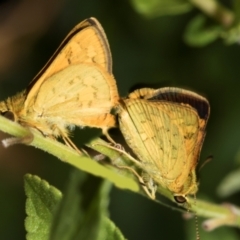 Ocybadistes walkeri at Higgins, ACT - 26 Jan 2024 01:46 PM