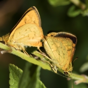 Ocybadistes walkeri at Higgins, ACT - 26 Jan 2024