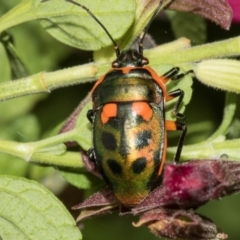 Scutiphora pedicellata (Metallic Jewel Bug) at Higgins, ACT - 26 Jan 2024 by AlisonMilton