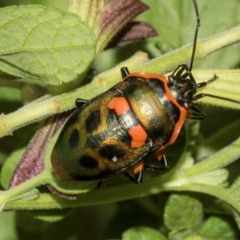 Scutiphora pedicellata at Higgins, ACT - 26 Jan 2024