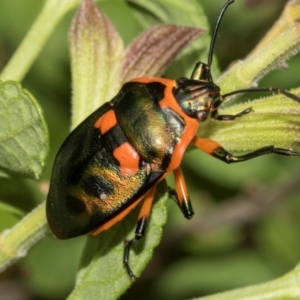 Scutiphora pedicellata at Higgins, ACT - 26 Jan 2024