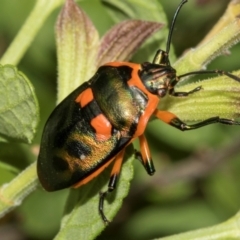 Scutiphora pedicellata at Higgins, ACT - 26 Jan 2024