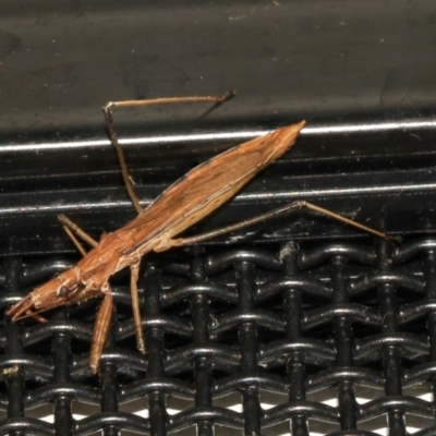 Sastrapada australica (An assassin bug) at Higgins, ACT - 26 Jan 2024 by AlisonMilton