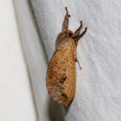 Elhamma australasiae (A Swift or Ghost moth (Hepialidae)) at Higgins, ACT - 26 Jan 2024 by AlisonMilton