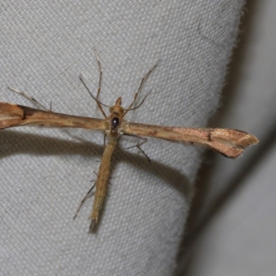 Sinpunctiptilia emissalis (Speedwell Pterror) at Higgins, ACT - 26 Jan 2024 by AlisonMilton