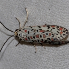 Utetheisa (genus) (A tiger moth) at Higgins, ACT - 26 Jan 2024 by AlisonMilton