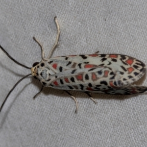 Utetheisa (genus) at Higgins, ACT - 26 Jan 2024 07:21 AM