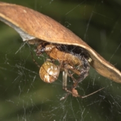 Parasteatoda sp. (genus) at Acton, ACT - 4 Feb 2022 by AlisonMilton