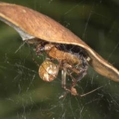 Unidentified Other web-building spider at Acton, ACT - 4 Feb 2022 by AlisonMilton