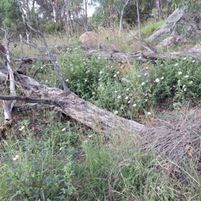 Pavonia hastata (Spearleaf Swampmallow) at Mount Painter - 26 Jan 2024 by abread111