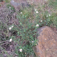 Pavonia hastata at Mount Painter - 26 Jan 2024 11:01 AM