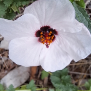 Pavonia hastata at Mount Painter - 26 Jan 2024