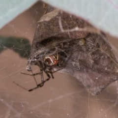 Unidentified Orb-weaving spider (several families) at Russell, ACT - 16 Jan 2024 by AlisonMilton
