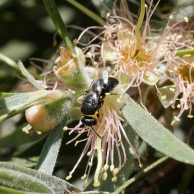 Unidentified Bee (Hymenoptera, Apiformes) at Harrison, ACT - 26 Jan 2024 by DPRees125