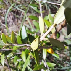 Olea europaea subsp. cuspidata (African Olive) at Watson Woodlands - 26 Jan 2024 by abread111
