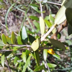 Olea europaea subsp. cuspidata (African Olive) at Watson, ACT - 26 Jan 2024 by abread111