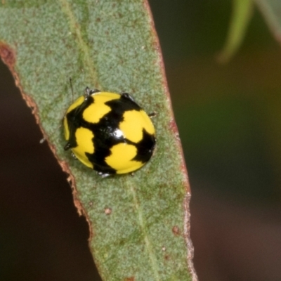 Illeis galbula (Fungus-eating Ladybird) at Russell, ACT - 16 Jan 2024 by AlisonMilton