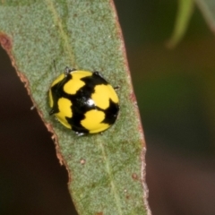 Illeis galbula (Fungus-eating Ladybird) at Russell, ACT - 16 Jan 2024 by AlisonMilton