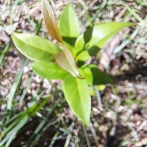 Ligustrum lucidum at Watson Woodlands - 27 Jan 2024