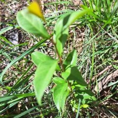 Ligustrum lucidum at Watson Woodlands - 27 Jan 2024